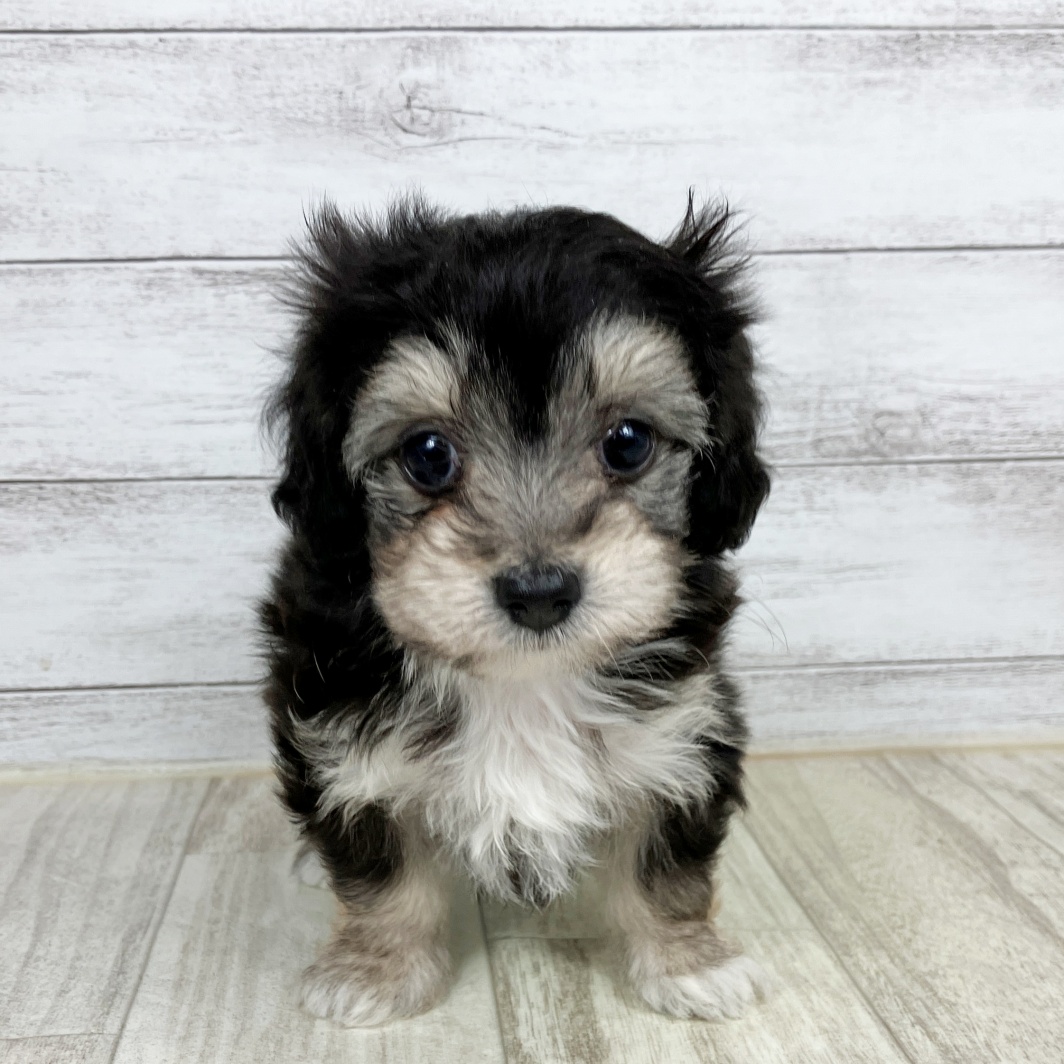 兵庫県のマルックス(マルチーズ×ダックス) (犬の家＆猫の里ゆめタウン姫路店/2026年1月24日生まれ/女の子/ブラックタン)の子犬