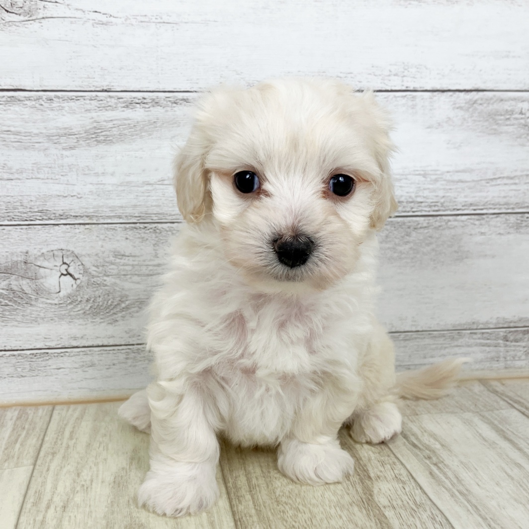 兵庫県のマルックス(マルチーズ×ダックス) (犬の家＆猫の里川西店/2026年1月24日生まれ/男の子/クリーム)の子犬