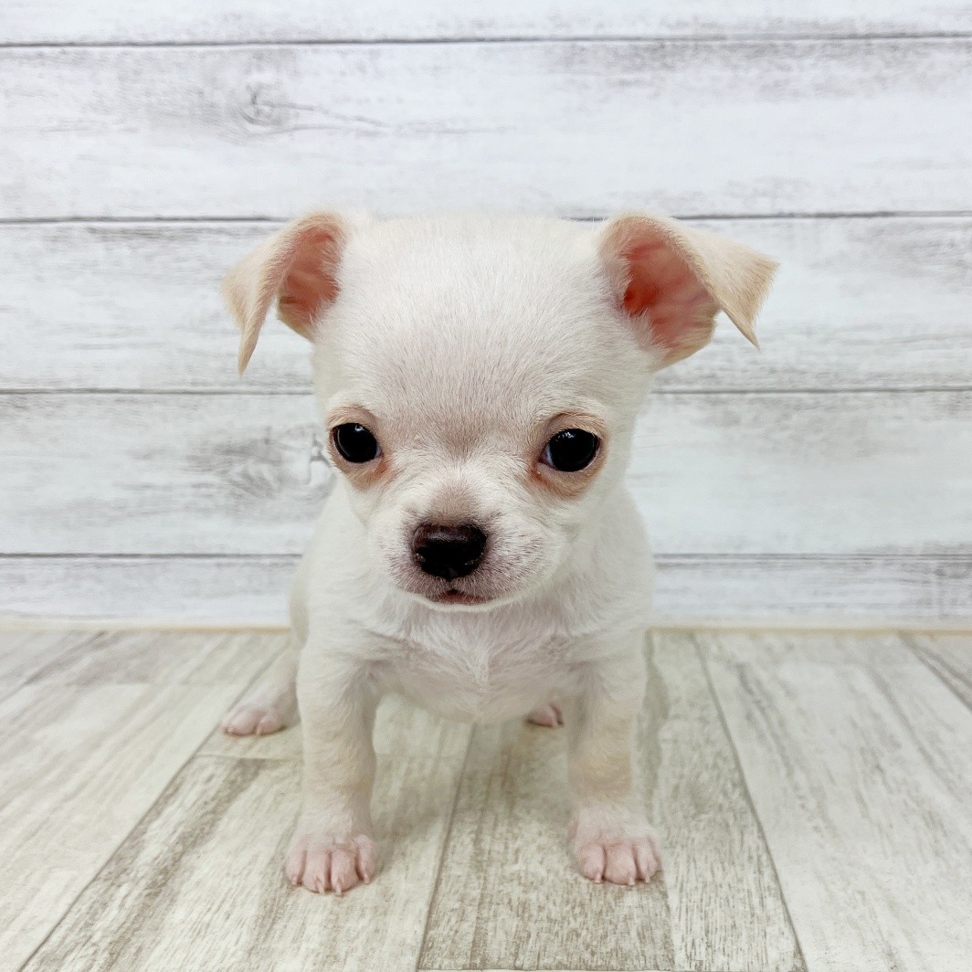 兵庫県のチワワ(スムース) (犬の家＆猫の里川西店/2026年1月23日生まれ/男の子/クリーム)の子犬