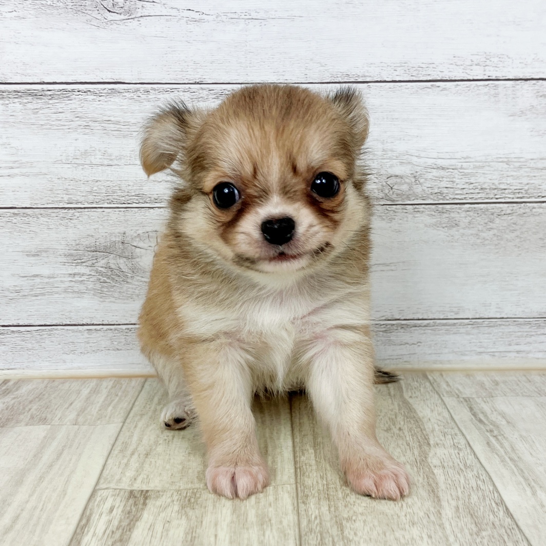 兵庫県のチワワ(ロング) (犬の家＆猫の里川西店/2026年1月24日生まれ/男の子/フォーン)の子犬