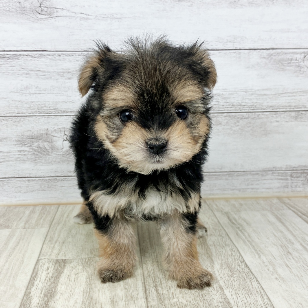 兵庫県のマルキー/マルヨーキー(マルチーズ×ヨークシャーテリア) (犬の家＆猫の里川西店/2026年1月25日生まれ/女の子/ブラックタン)の子犬