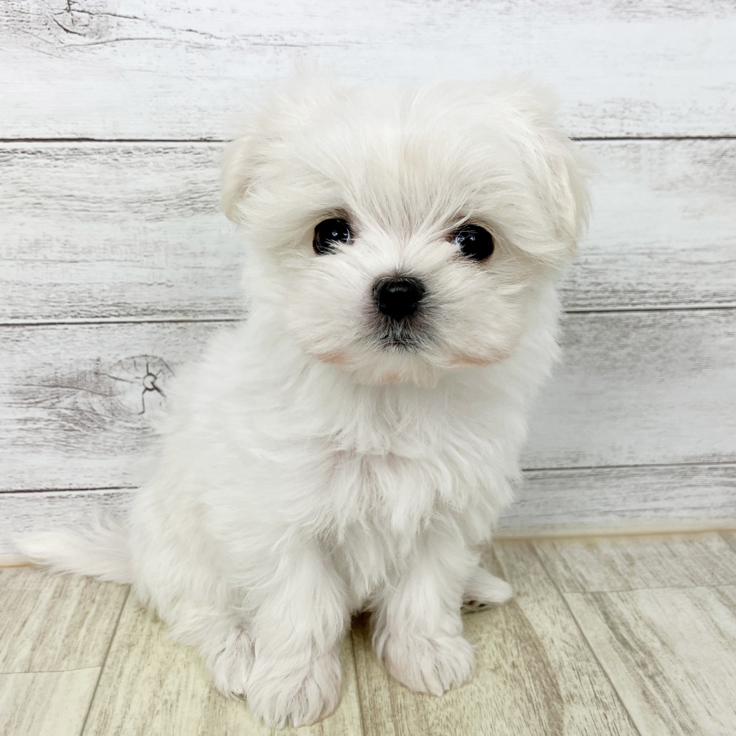 愛知県のマルチーズ (犬の家＆猫の里春日井本店/2026年1月23日生まれ/女の子/ホワイト)の子犬