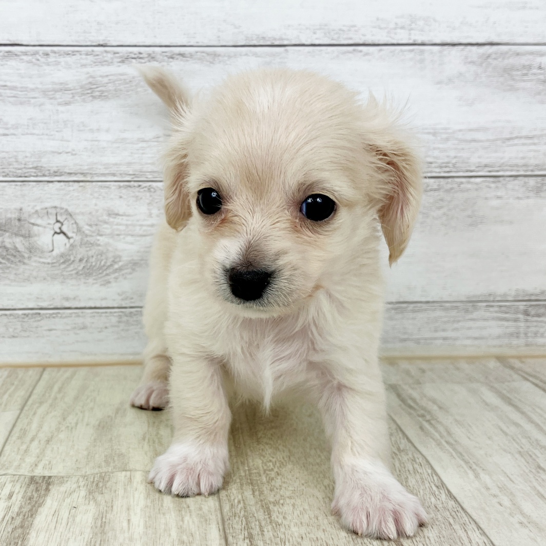 兵庫県のチワックス(チワワ×ダックス) (犬の家＆猫の里川西店/2026年1月25日生まれ/男の子/クリーム)の子犬