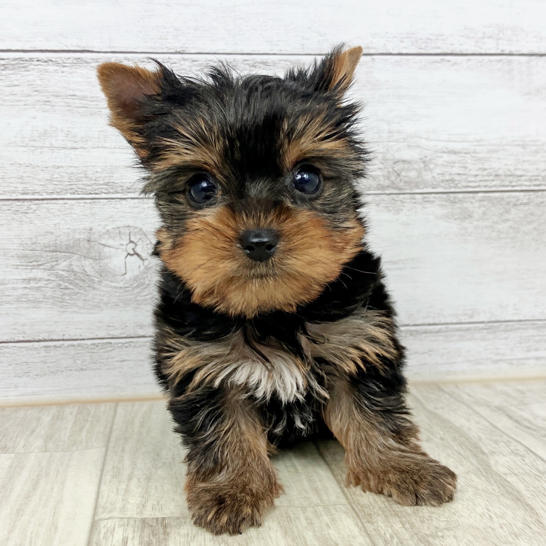 兵庫県のヨークシャーテリア (犬の家＆猫の里ゆめタウン姫路店/2026年1月25日生まれ/女の子/スチールブルータン)の子犬