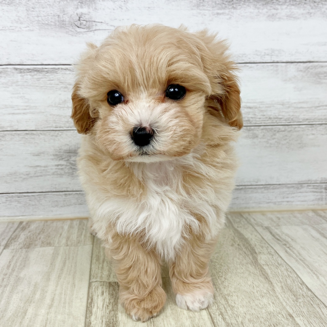 兵庫県のマルプー(マルチーズ×プードル) (犬の家＆猫の里神戸店/2026年1月24日生まれ/女の子/クリーム)の子犬