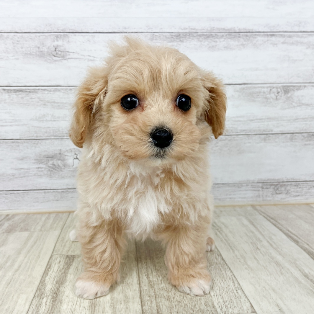 兵庫県のマルプー(マルチーズ×プードル) (犬の家＆猫の里川西店/2026年1月24日生まれ/女の子/クリーム)の子犬