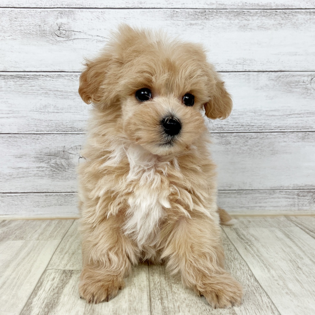 兵庫県のマルプー(マルチーズ×プードル) (犬の家＆猫の里川西店/2026年1月24日生まれ/男の子/クリーム)の子犬