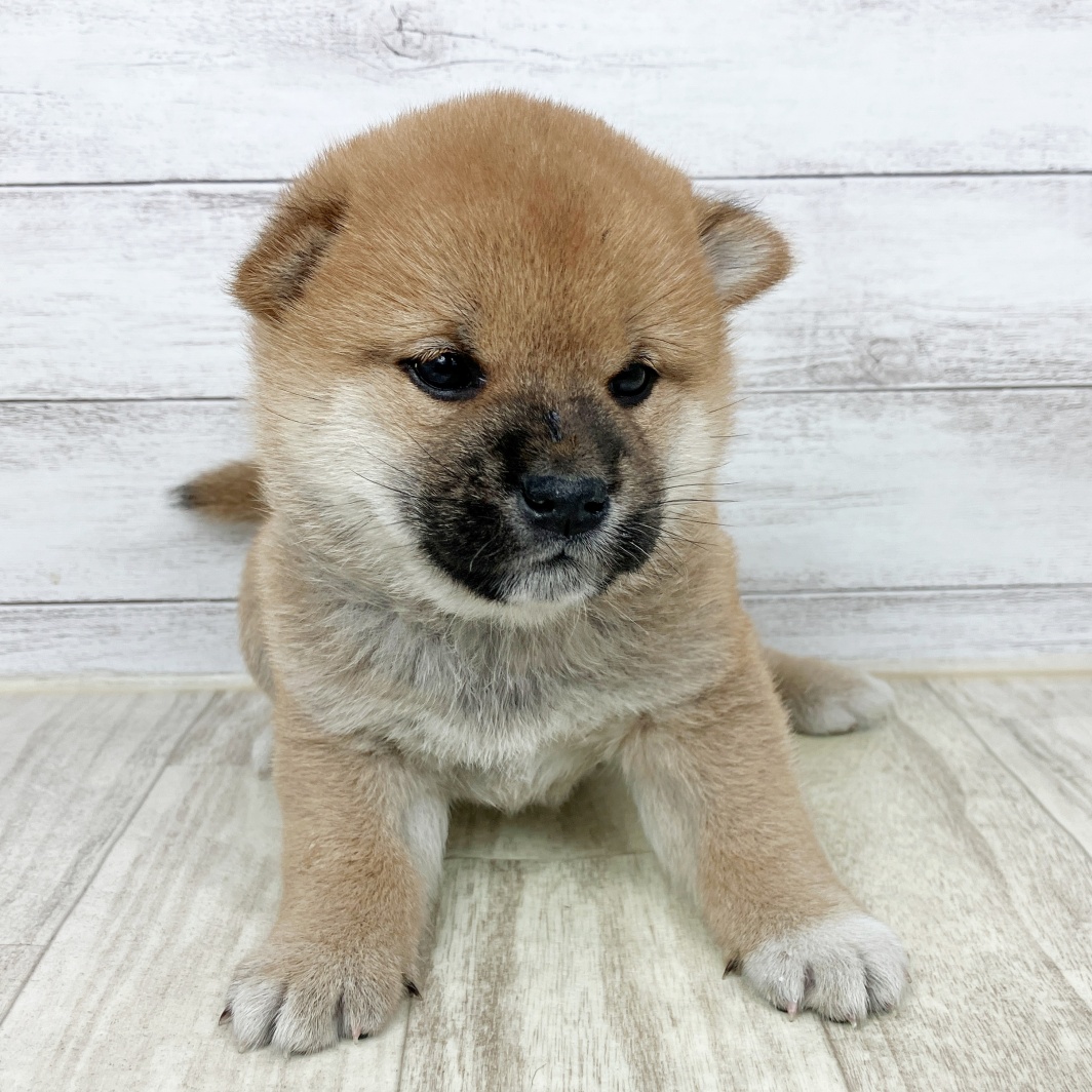 兵庫県の柴犬(標準サイズ) (犬の家＆猫の里カナート西神戸店/2026年1月25日生まれ/男の子/赤)の子犬