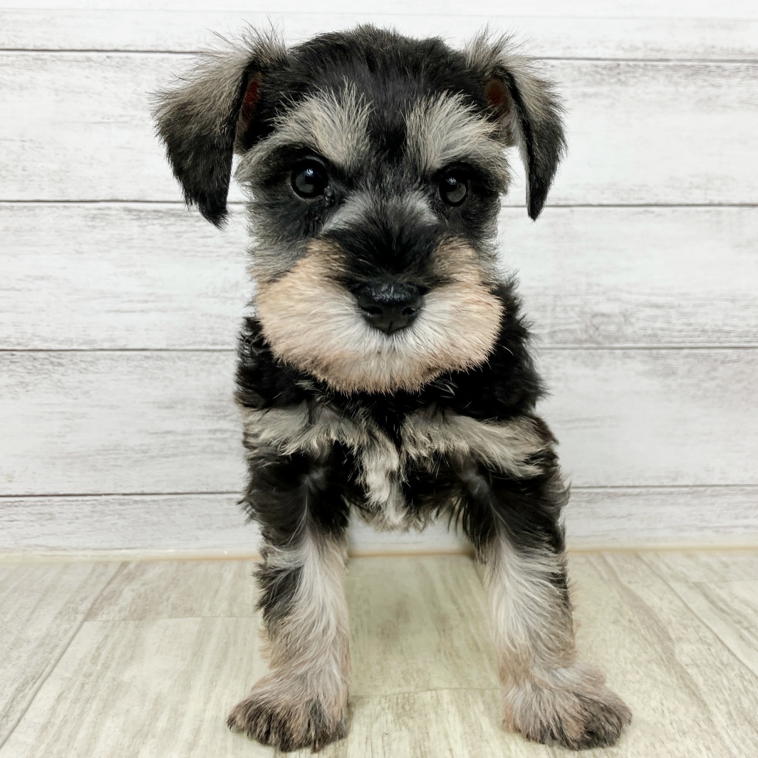 兵庫県のミニチュアシュナウザー (犬の家＆猫の里川西店/2026年1月25日生まれ/女の子/ソルトペッパー)の子犬