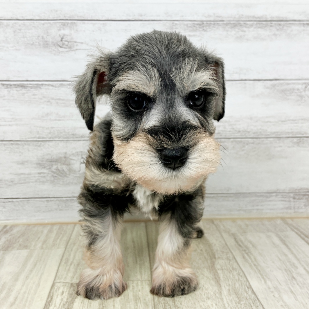 兵庫県のミニチュアシュナウザー (犬の家＆猫の里川西店/2026年1月25日生まれ/男の子/ソルトペッパー)の子犬