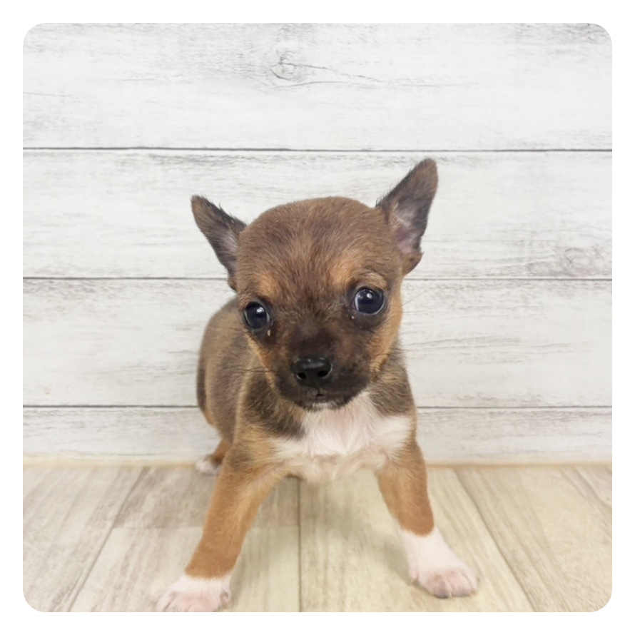 兵庫県のハーフ犬・ミックス犬 (犬の家＆猫の里川西店/2026年1月23日生まれ/男の子/フォーンホワイト)の子犬