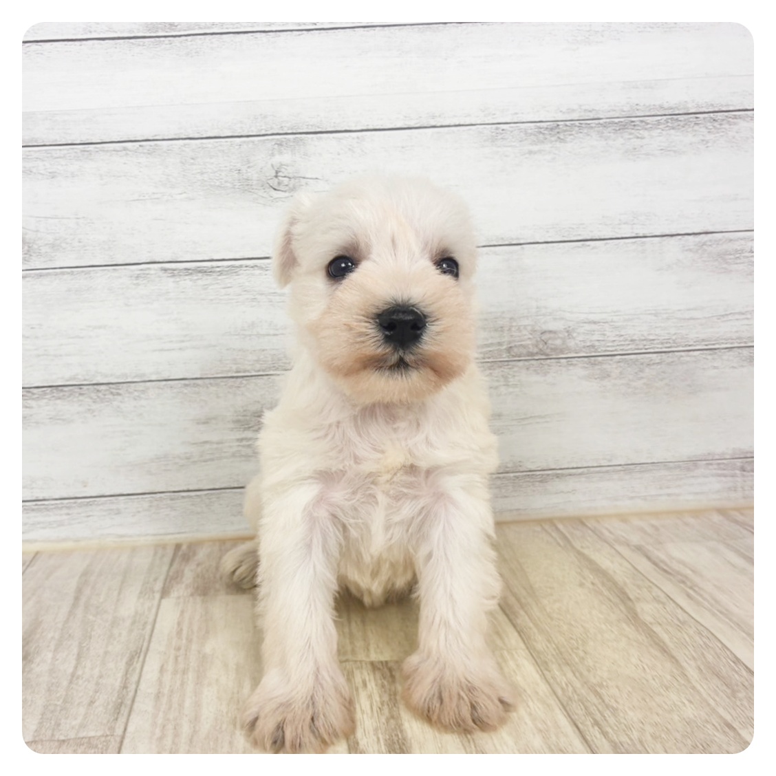 兵庫県のミニチュアシュナウザー (犬の家＆猫の里川西店/2026年1月25日生まれ/男の子/ホワイト)の子犬