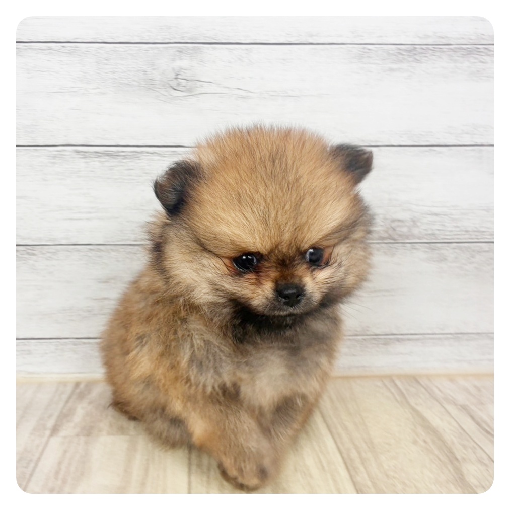 兵庫県のポメラニアン (犬の家＆猫の里川西店/2026年1月25日生まれ/女の子/オレンジセーブル)の子犬