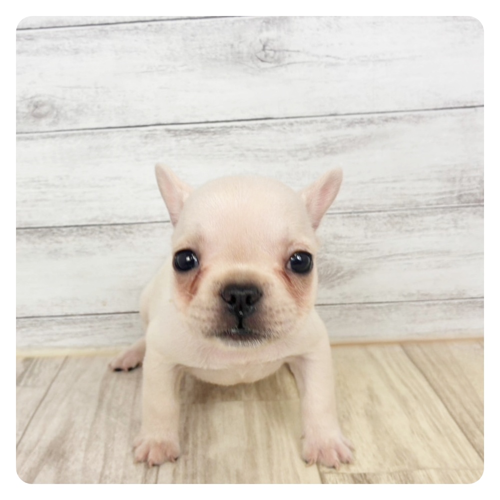 兵庫県のフレンチブルドッグ (犬の家＆猫の里川西店/2026年1月21日生まれ/女の子/クリーム)の子犬