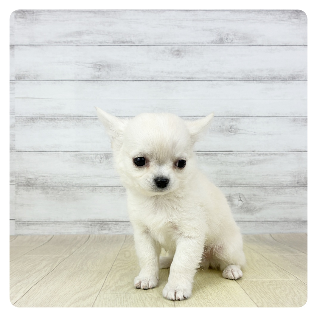 岐阜県のチワワ(ロング) (犬の家＆猫の里中津川店/2026年1月22日生まれ/男の子/クリーム)の子犬の2枚目の画像