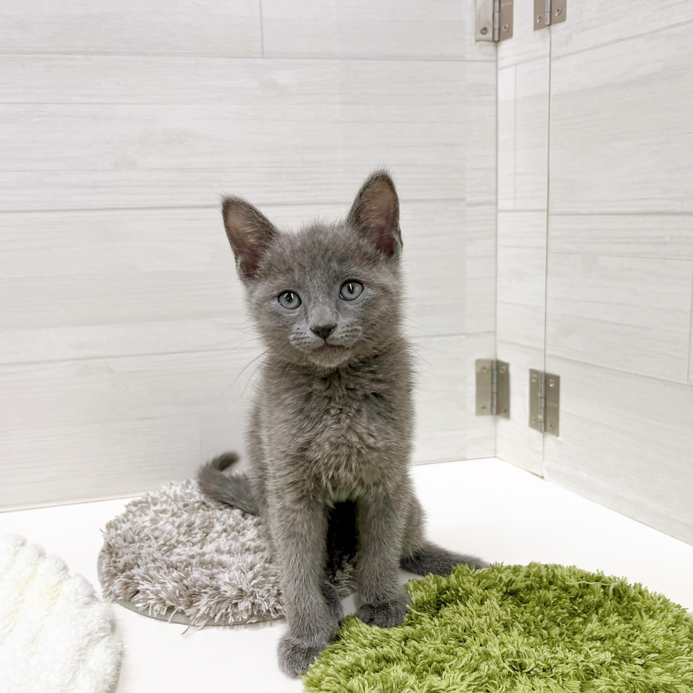 石川県のロシアンブルー (犬の家＆猫の里アミーゴ金沢おこばた店/2026年1月25日生まれ/男の子/ブルー)の子猫の1枚目の画像