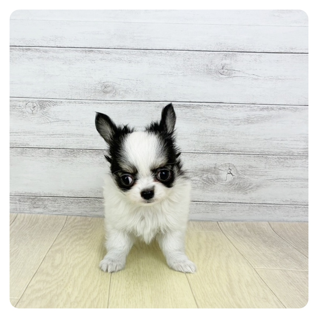 福井県のチワワ(ロング) (犬の家＆猫の里福井店/2026年1月26日生まれ/男の子/パーティーカラー)の子犬