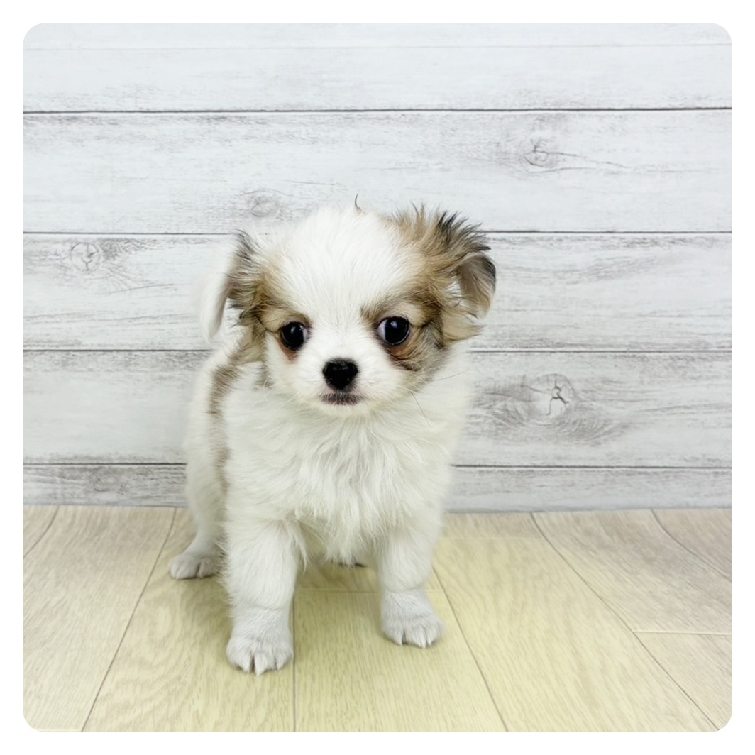 2026年1月26日生まれのチワワ(ロング)