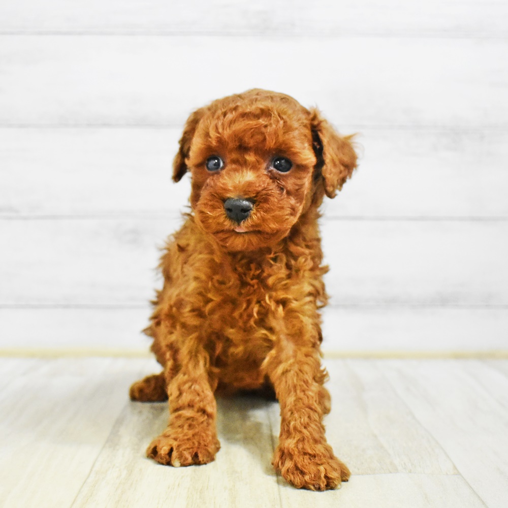 トイプードル男の子の写真