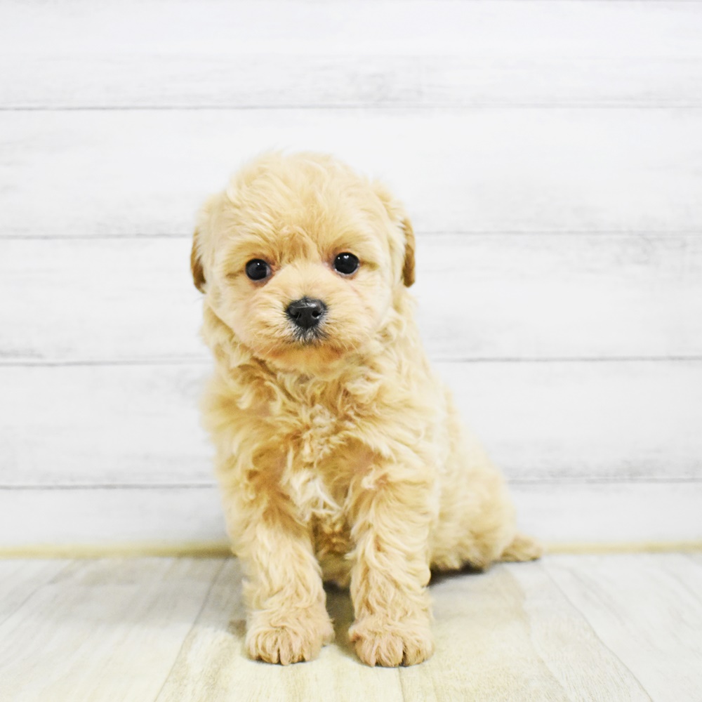 愛知県のチワプー/プーチー(チワワ×プードル) (犬の家＆猫の里安城店/2026年1月25日生まれ/女の子/アプリコット)の子犬