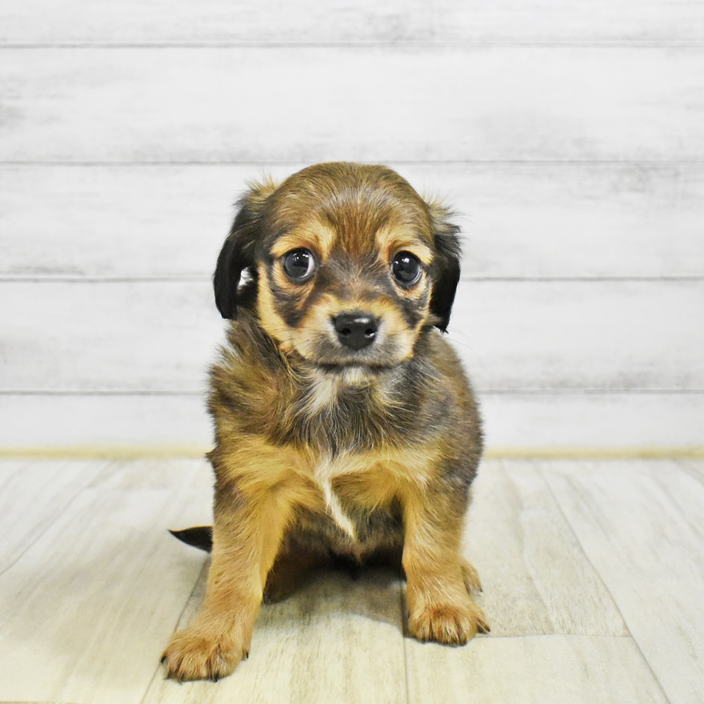 静岡県のチワックス(チワワ×ダックス) (犬の家＆猫の里富士店/2026年1月22日生まれ/女の子/シェーデットイエロー)の子犬