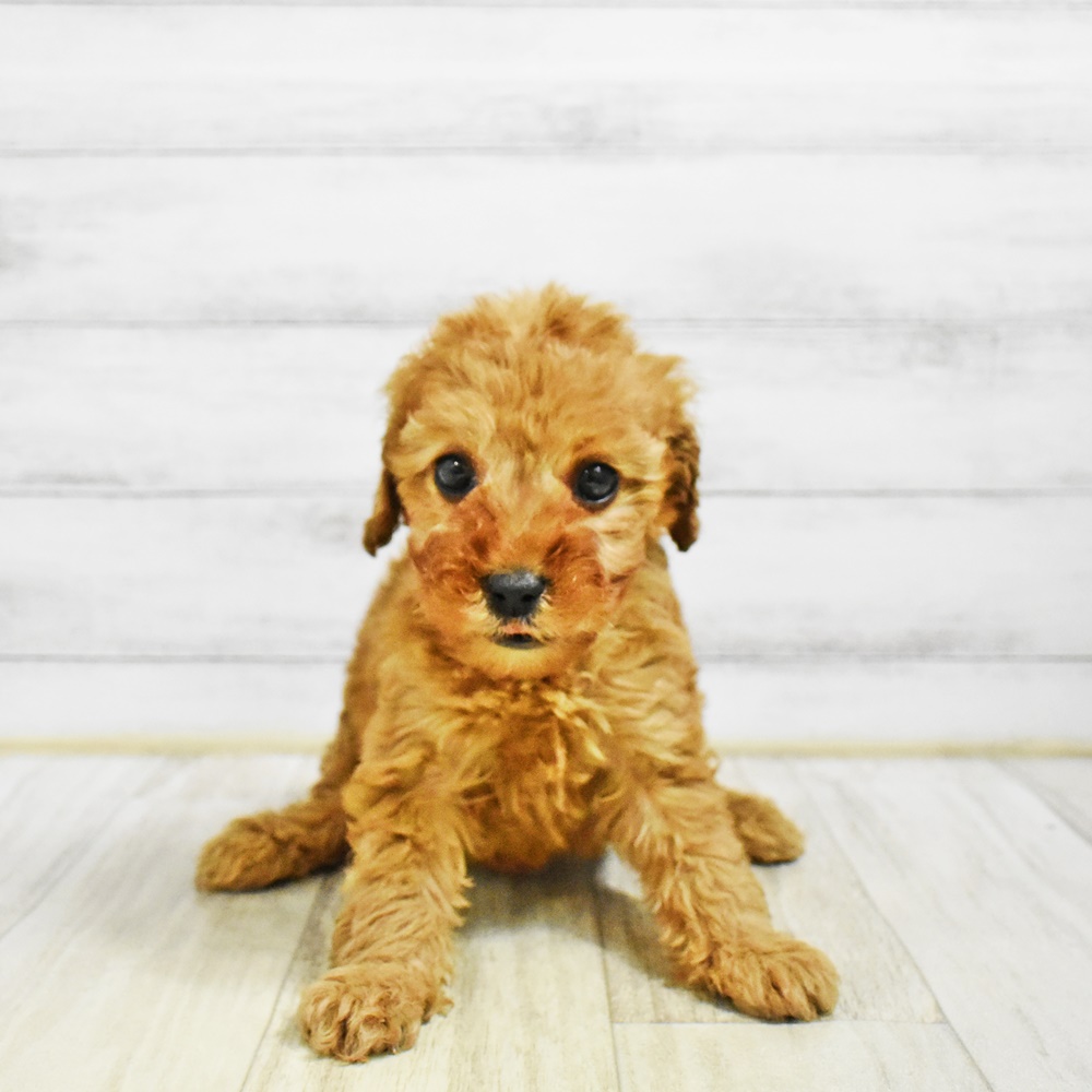 静岡県のトイプードル(トイ) (犬の家＆猫の里プレ葉ウォーク浜北店/2026年1月21日生まれ/女の子/アプリコット)の子犬