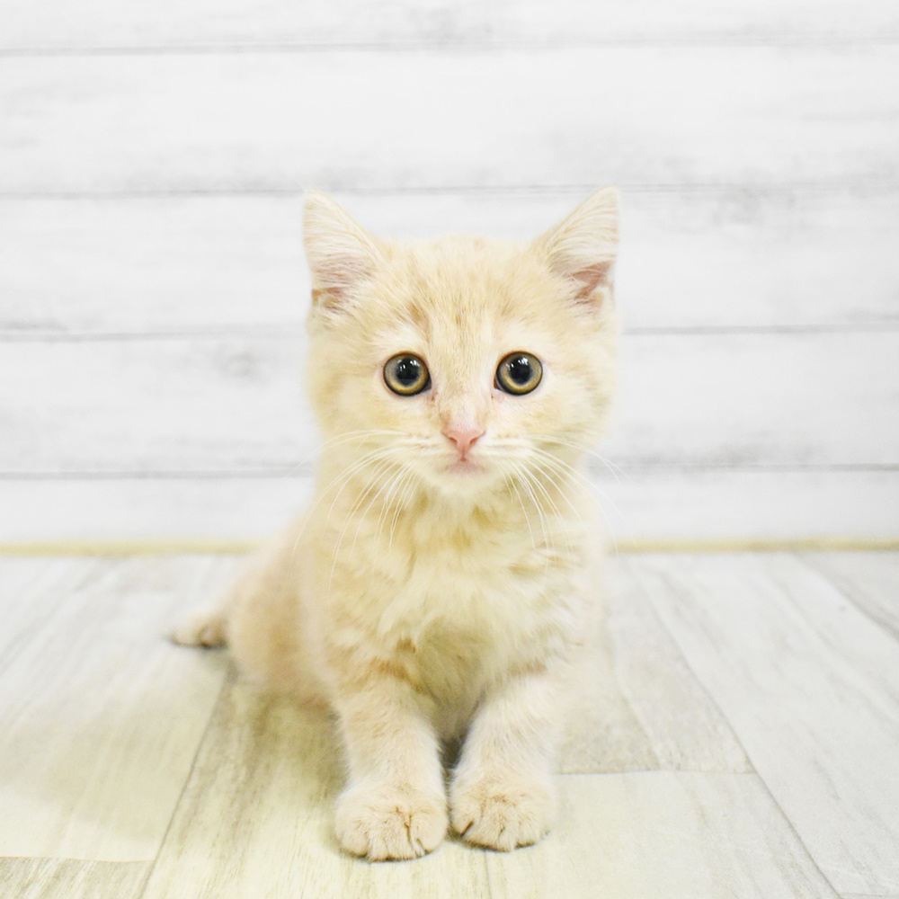 東京都のスコティッシュフォールド (犬の家＆猫の里新宿店/2026年1月25日生まれ/女の子/クリームタビー)の子猫