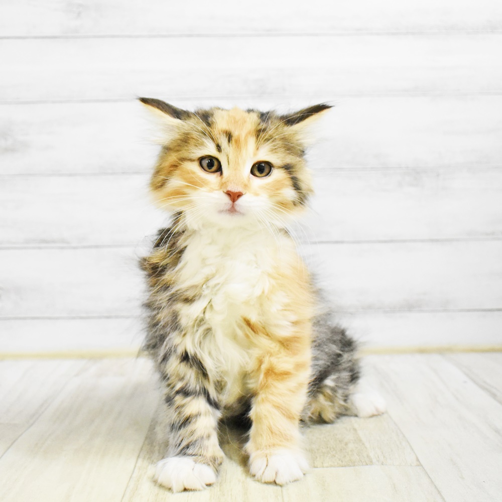 2026年1月22日生まれのノルウェージャンフォレストキャット