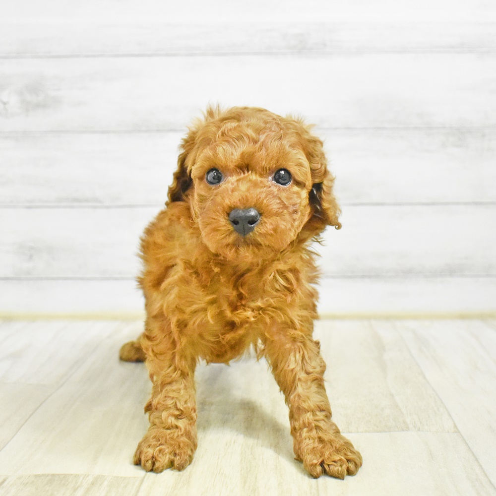 愛知県のトイプードル(トイ) (犬の家＆猫の里安城店/2026年1月25日生まれ/男の子/レッド)の子犬