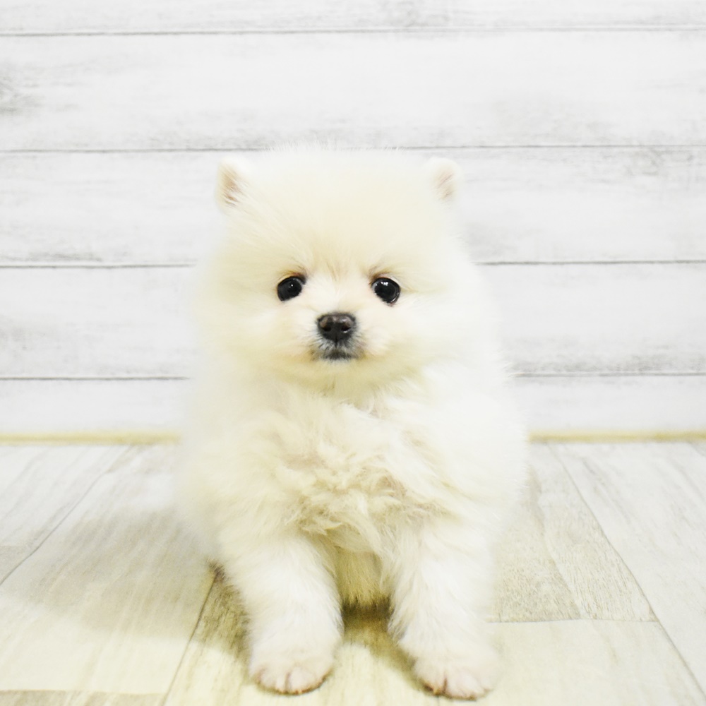 長野県のポメラニアン (犬の家＆猫の里長野店/2026年1月26日生まれ/男の子/クリーム)の子犬の2枚目の画像