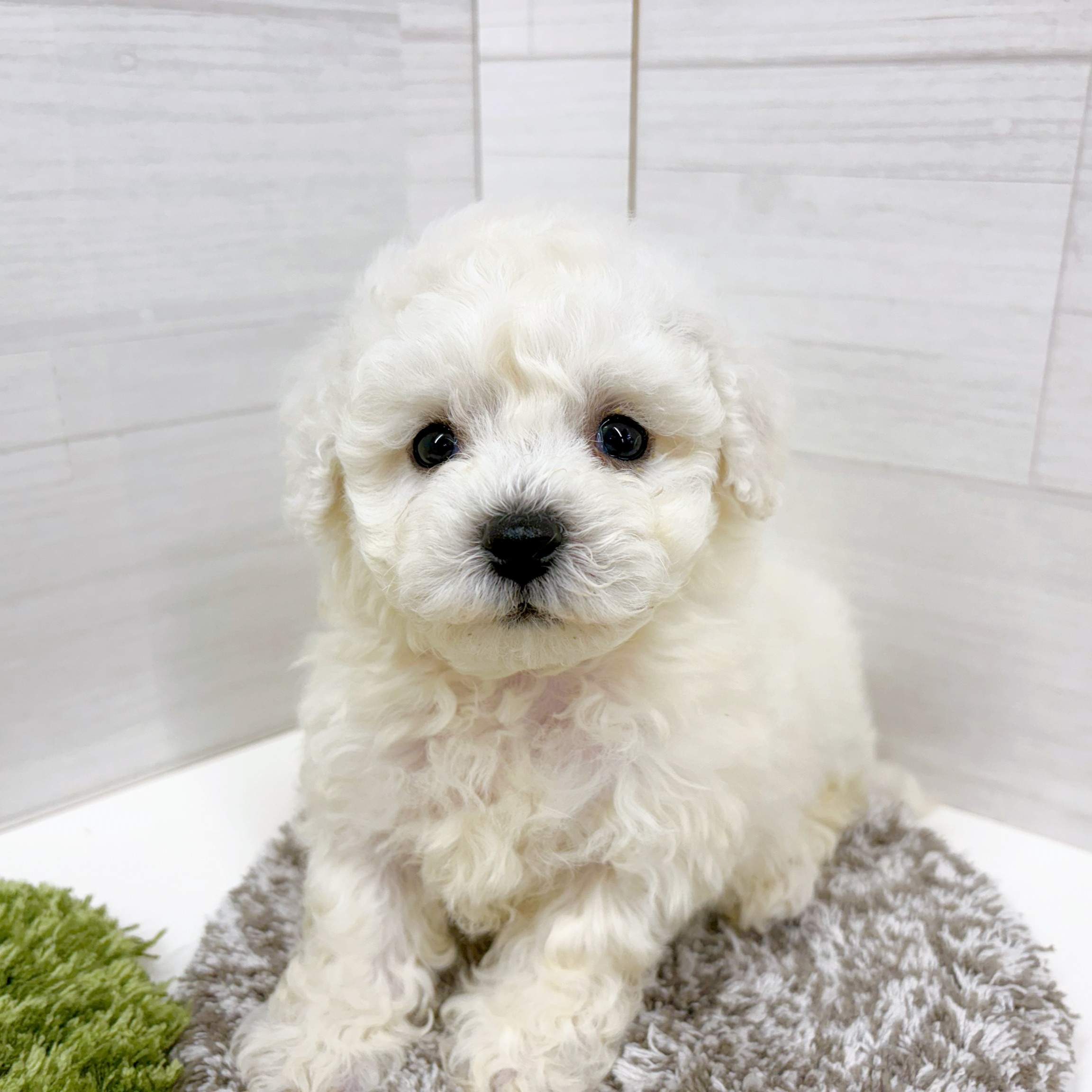 石川県のビションフリーゼ (犬の家＆猫の里アミーゴ金沢おこばた店/2026年1月27日生まれ/男の子/ホワイト)の子犬の1枚目の画像