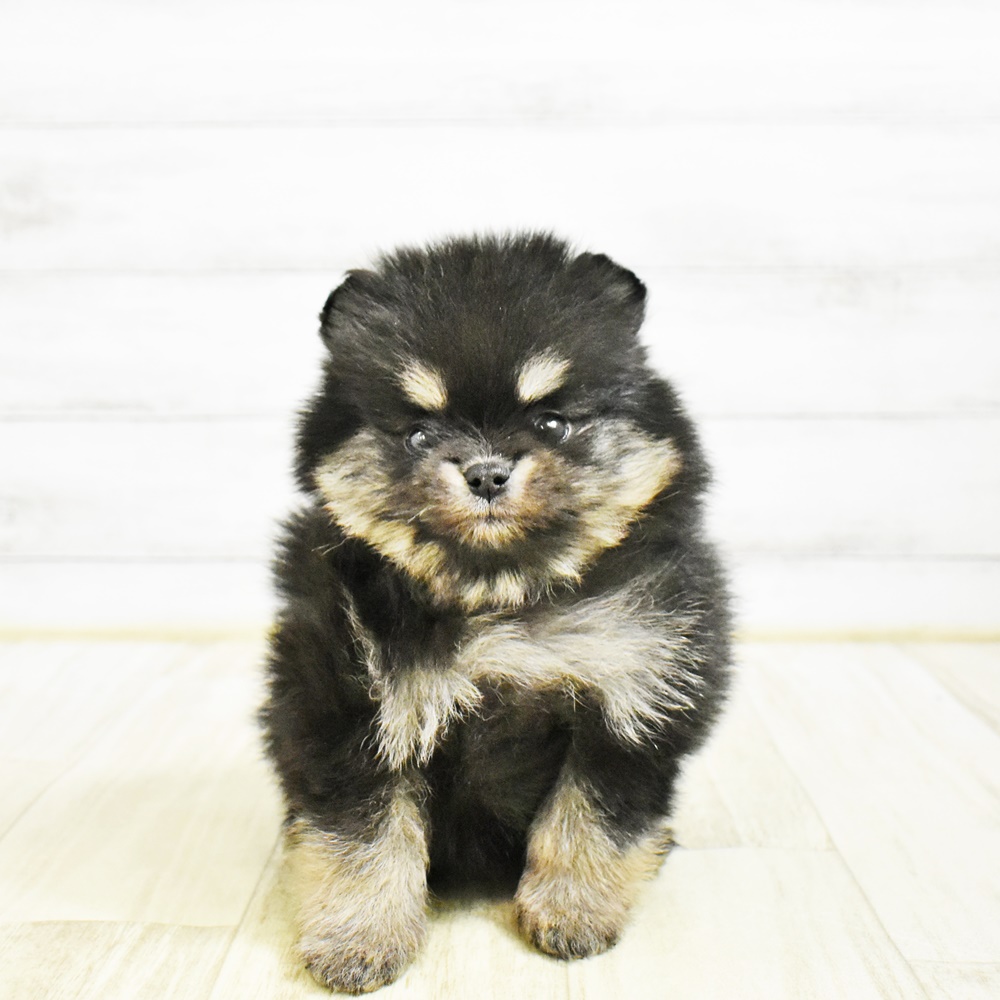 千葉県のポメラニアン (犬の家＆猫の里BIGHOPガーデンモール印西店/2026年1月21日生まれ/女の子/ブラックタン)の子犬