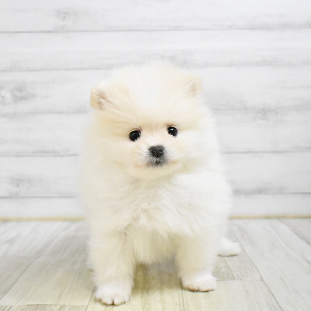 東京都のポメラニアン (犬の家＆猫の里新宿店/2026年1月26日生まれ/男の子/ホワイト)の子犬