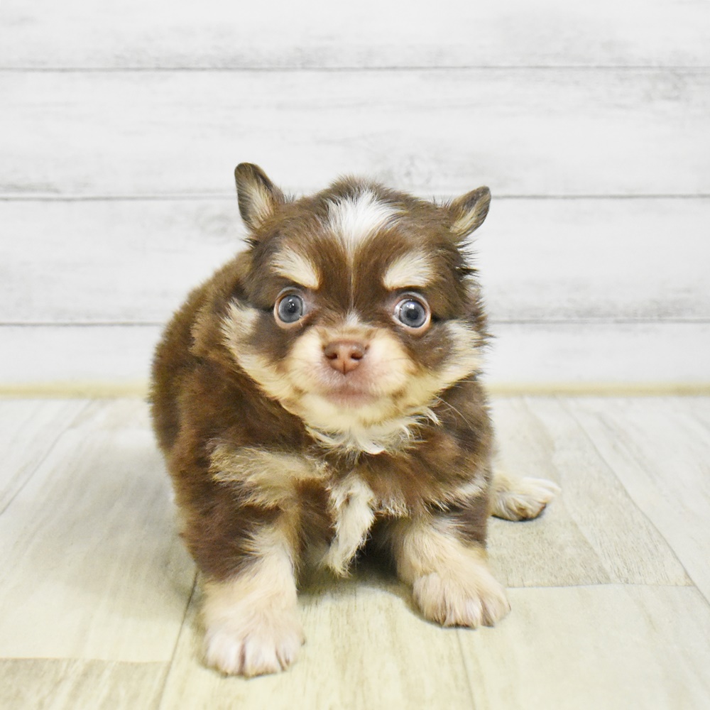 愛知県のチワワ(ロング) (犬の家＆猫の里安城店/2026年1月25日生まれ/男の子/チョコレートタンホワイト)の子犬