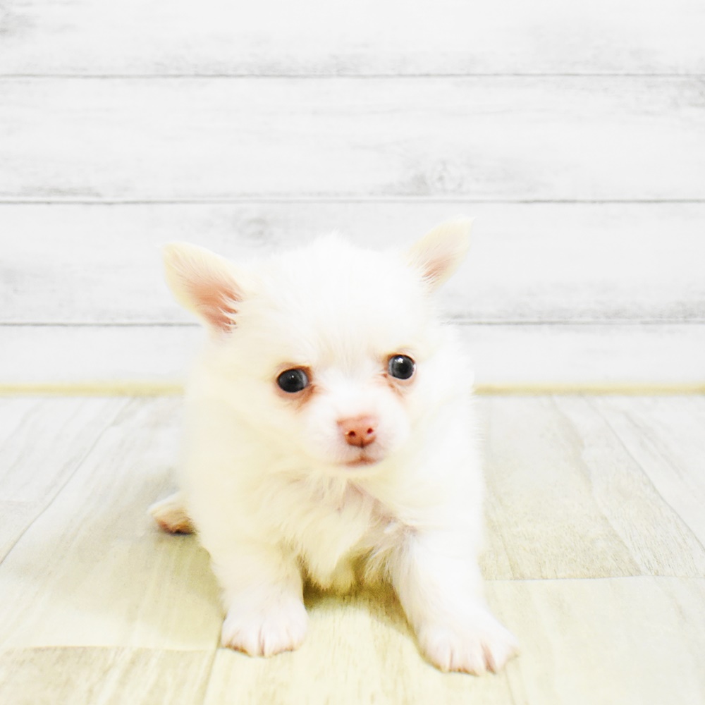静岡県のチワワ(ロング) (犬の家＆猫の里プレ葉ウォーク浜北店/2026年1月25日生まれ/男の子/クリーム)の子犬
