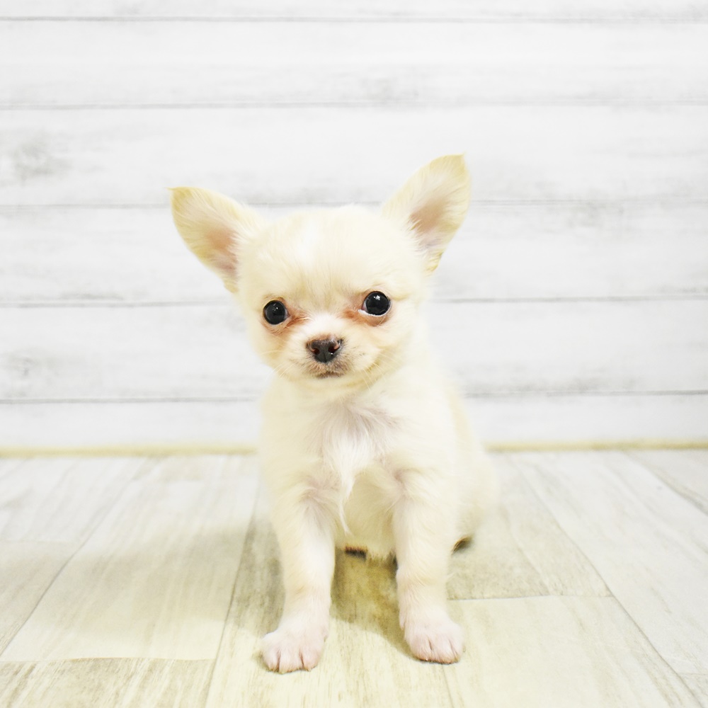 愛知県のチワワ(ロング) (犬の家＆猫の里安城店/2026年1月27日生まれ/男の子/クリームホワイト)の子犬