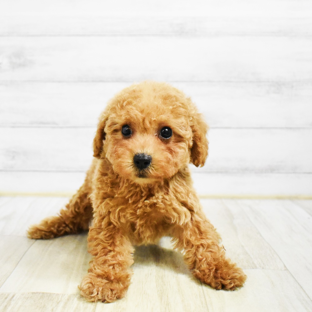 愛知県のトイプードル(トイ) (犬の家＆猫の里安城店/2026年1月27日生まれ/女の子/アプリコット)の子犬