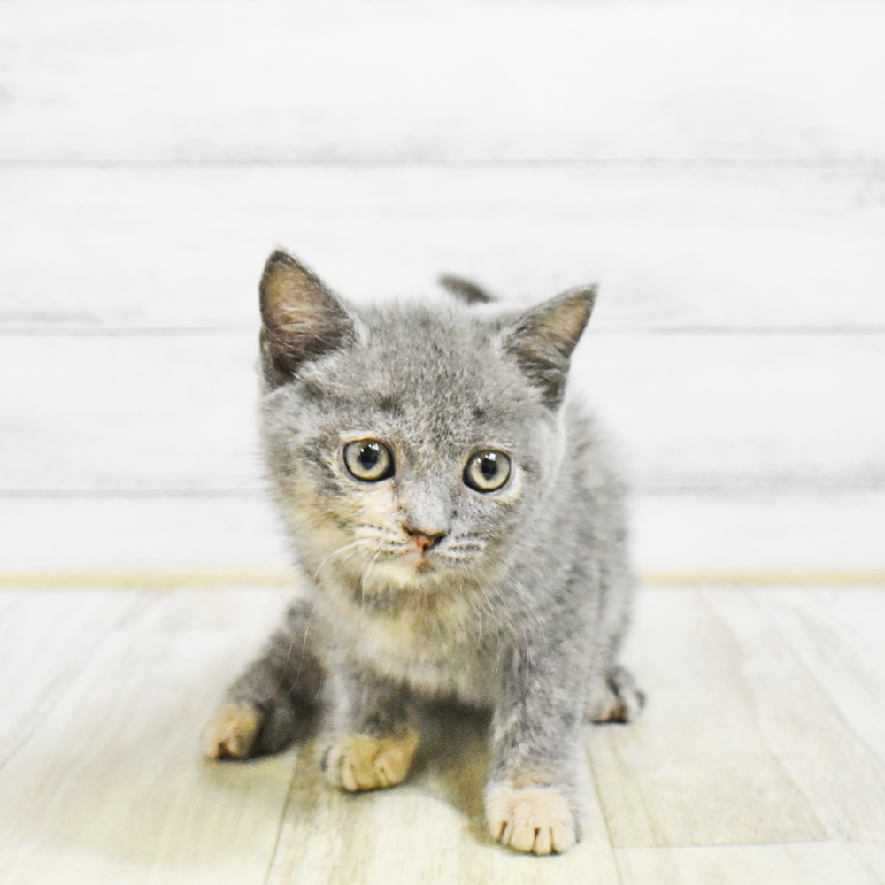 2026年1月26日生まれのブリティッシュショートヘアー