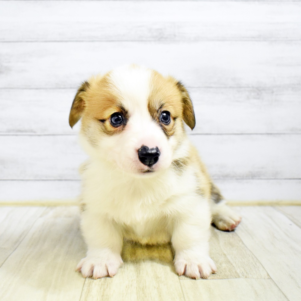 コーギー男の子の写真