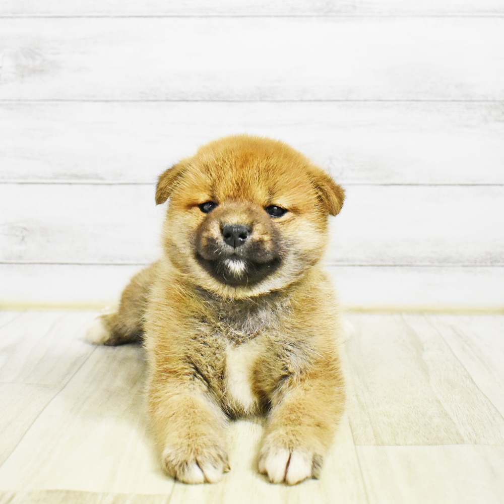 静岡県の柴犬(標準サイズ) (犬の家＆猫の里富士店/2026年1月27日生まれ/女の子/赤)の子犬