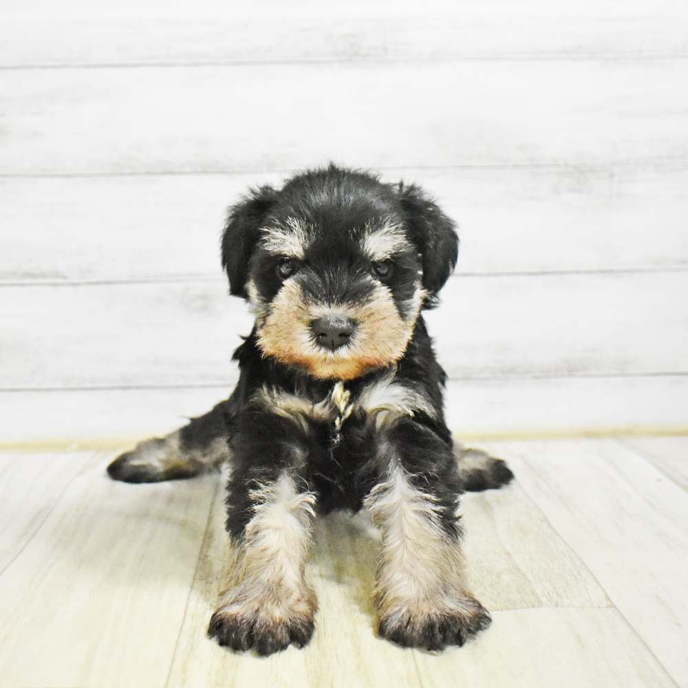 静岡県のミニチュアシュナウザー (犬の家＆猫の里富士店/2026年1月26日生まれ/男の子/ブラックシルバー)の子犬