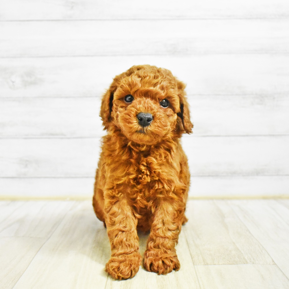 愛知県のトイプードル(トイ) (犬の家＆猫の里豊田店/2026年1月26日生まれ/男の子/レッド)の子犬