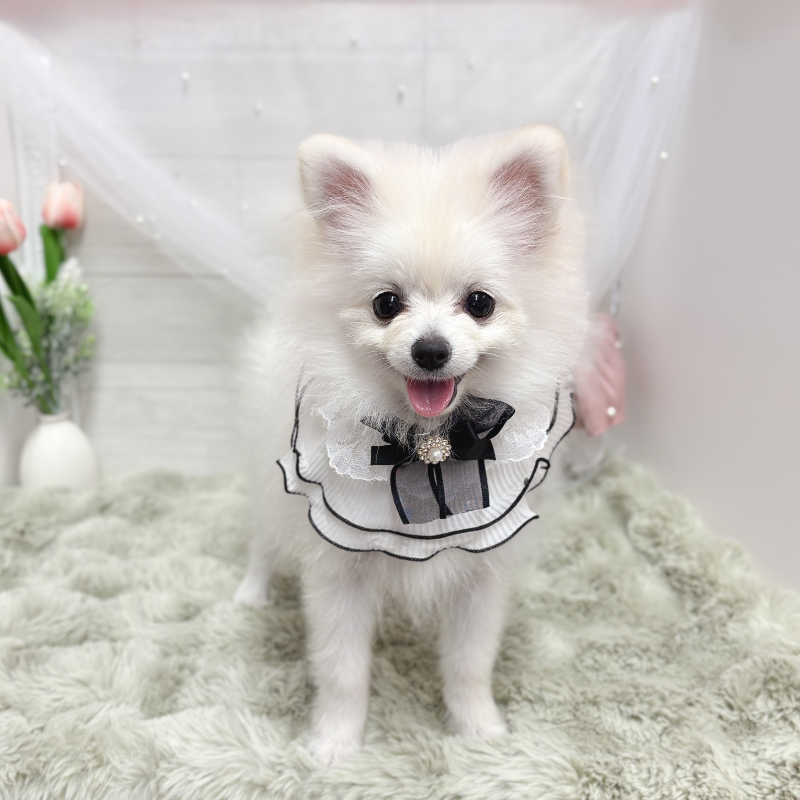 神奈川県のポメラニアン (犬の家＆猫の里相模原店/2026年1月27日生まれ/女の子/クリーム)の子犬の1枚目の画像