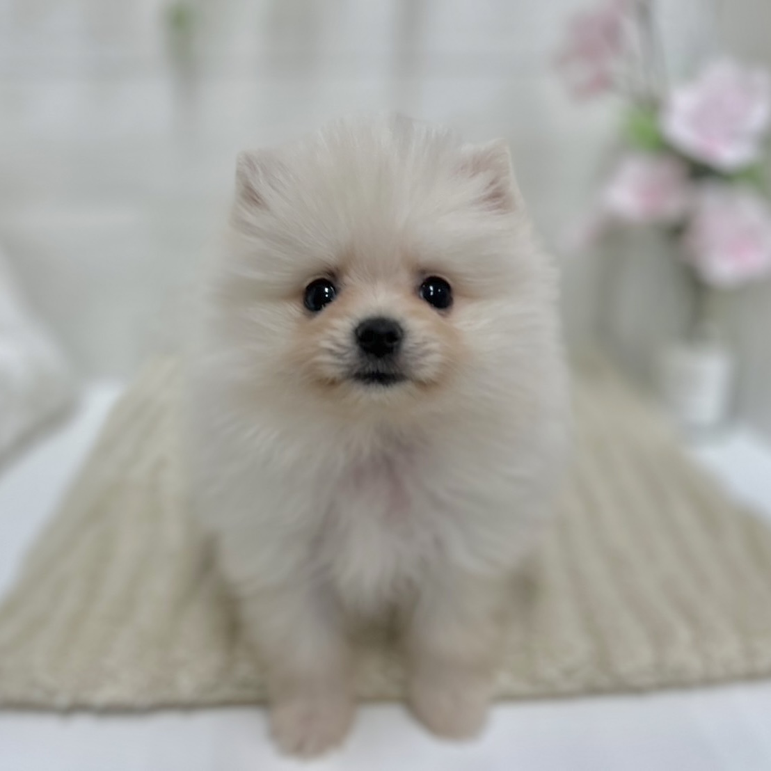 神奈川県のポメラニアン (犬の家＆猫の里相模原店/2026年1月27日生まれ/女の子/クリーム)の子犬の1枚目の画像