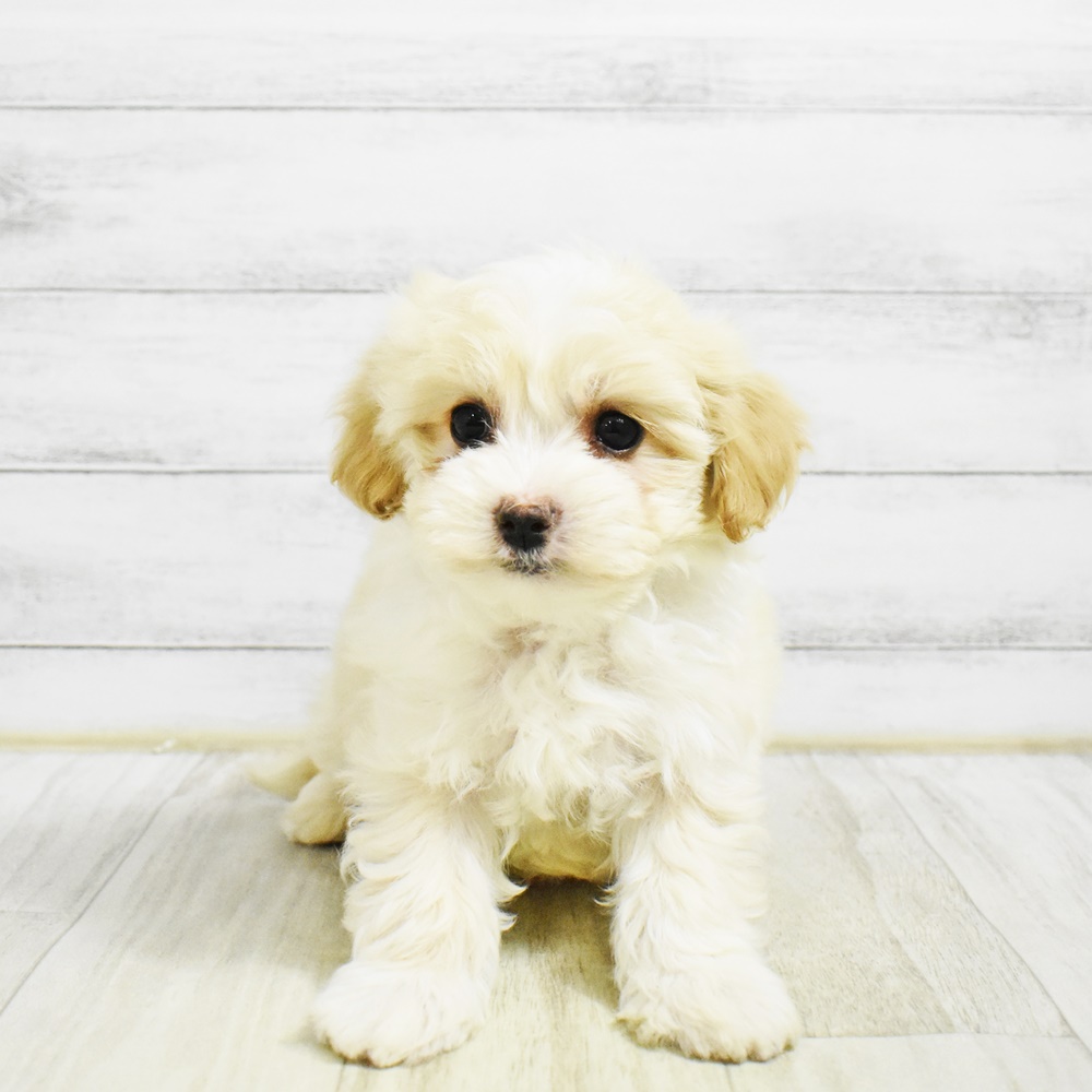 愛知県のマルプー(マルチーズ×プードル) (犬の家＆猫の里安城店/2026年1月27日生まれ/男の子/クリームホワイト)の子犬