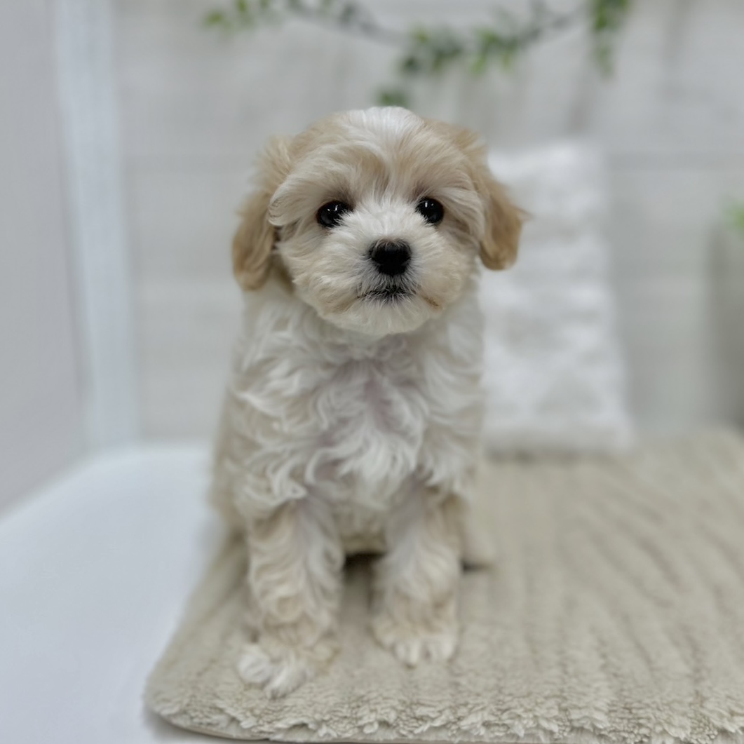 神奈川県のマルプー(マルチーズ×プードル) (犬の家＆猫の里相模原店/2026年1月27日生まれ/女の子/クリームホワイト)の子犬の1枚目の画像