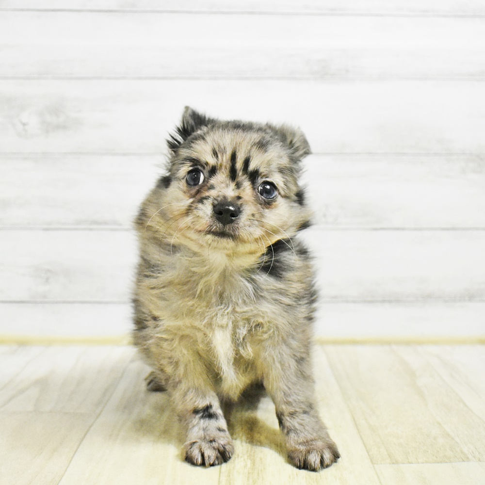 愛知県のポメチワ/チワポメ/ポメチー(ポメラニアン×チワワ) (犬の家＆猫の里七宝店/2026年1月26日生まれ/女の子/ブルーマール)の子犬