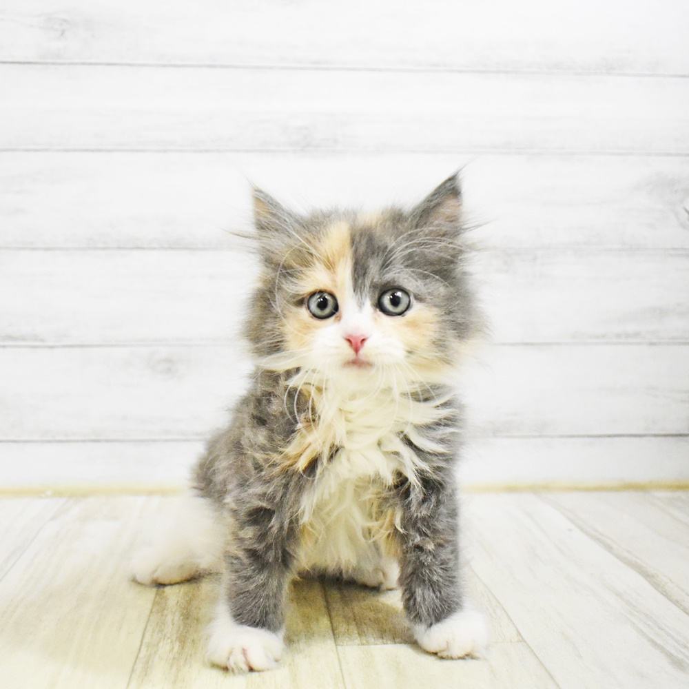 2026年1月27日生まれのサイベリアン