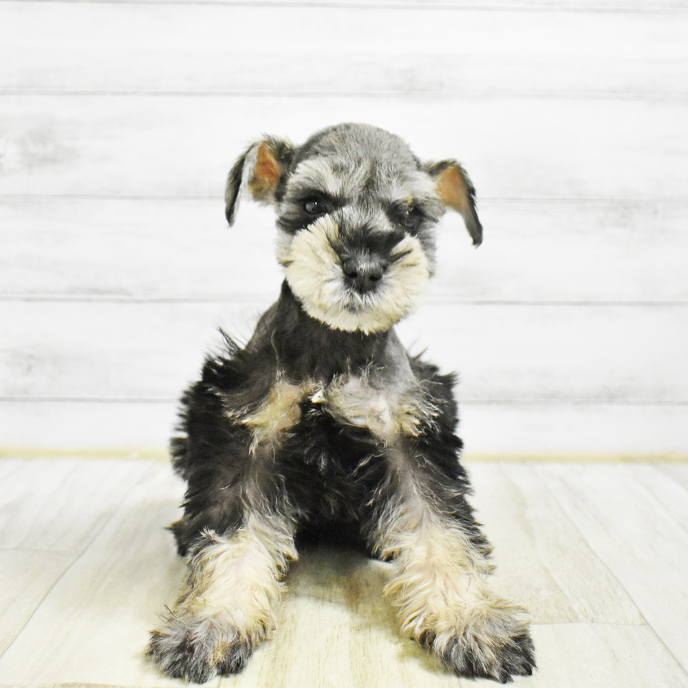 愛知県のミニチュアシュナウザー (犬の家＆猫の里アミーゴ神の倉店/2026年1月26日生まれ/男の子/ソルトペッパー)の子犬