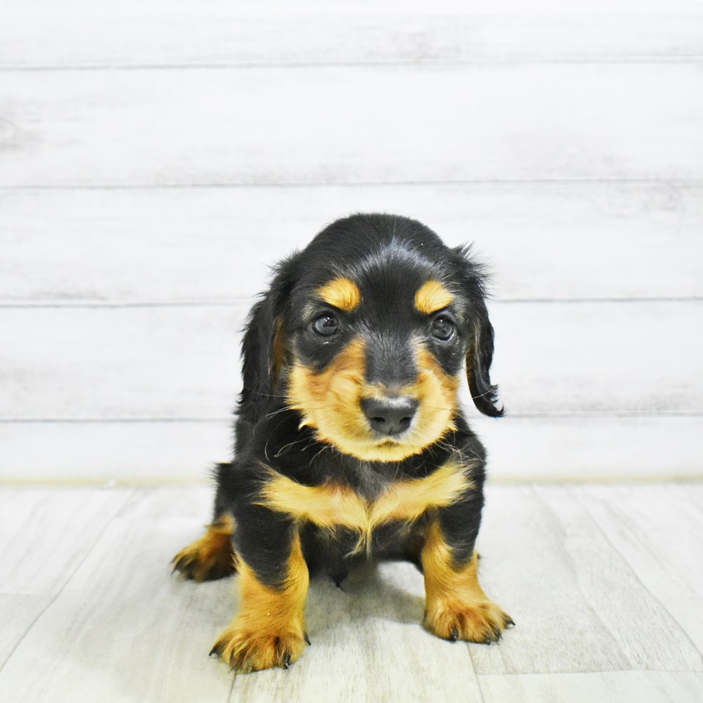 愛知県のミニチュアダックスフンド(ロング) (犬の家＆猫の里安城店/2026年1月25日生まれ/男の子/ブラックタン)の子犬